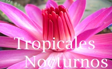 Tropical Nocturno